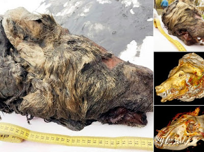 Κεφάλι τεράστιου προϊστορικού λύκου βρέθηκε στη Σιβηρία (pics) - Φωτογραφία 1