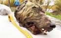 Κεφάλι τεράστιου προϊστορικού λύκου βρέθηκε στη Σιβηρία (pics) - Φωτογραφία 3