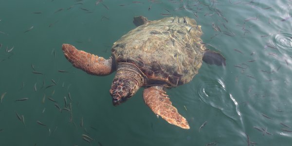 Το «χρονικό» της θαλάσσιας χελώνας του Καστελόριζου - Φωτογραφία 1