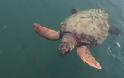 Το «χρονικό» της θαλάσσιας χελώνας του Καστελόριζου