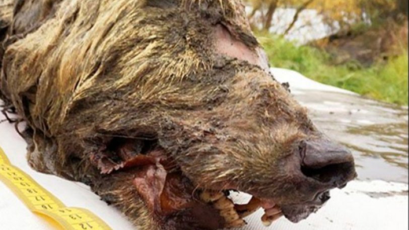 Βρέθηκε γιγαντιαίο κεφάλι προϊστορικού λύκου 40.000 ετών ( - Φωτογραφία 1