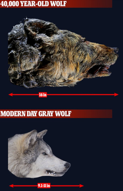 Βρέθηκε γιγαντιαίο κεφάλι προϊστορικού λύκου 40.000 ετών ( - Φωτογραφία 2
