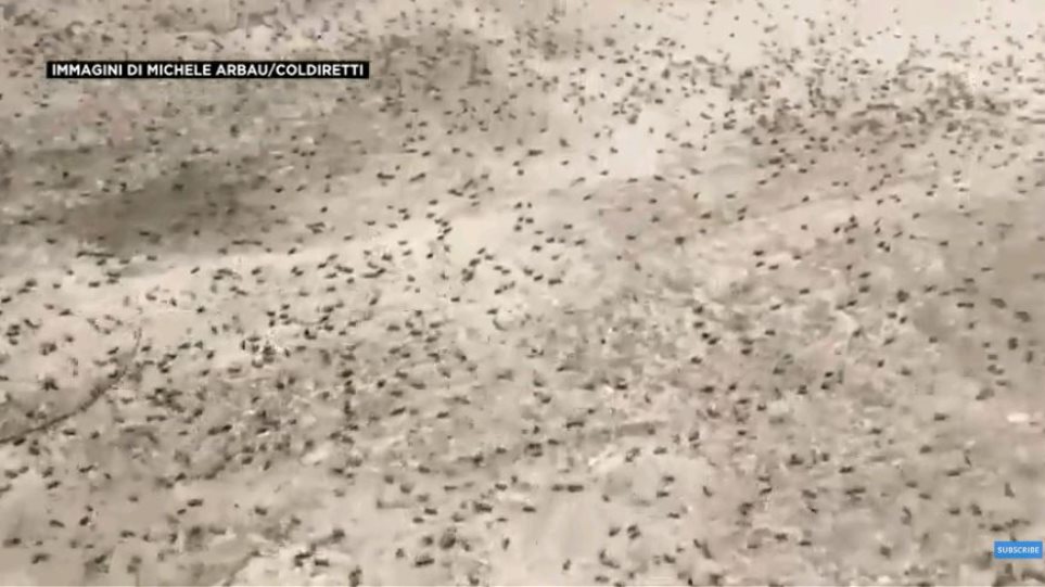 Εκατομμύρια ακρίδες στη Σαρδηνία - Σε απόγνωση οι αγρότες - Φωτογραφία 1