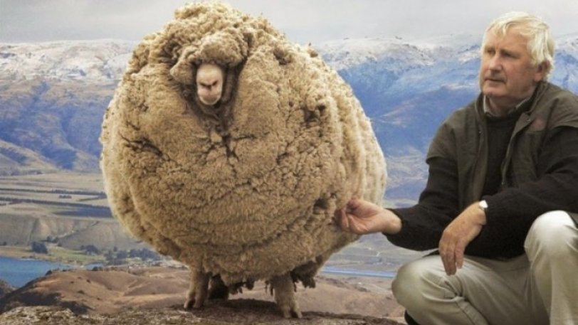 Το πρόβατο που κρυβόταν επί 6 χρονια για να μην το κουρέψουν: Όταν τον έπιασαν έβγαλαν 20 κιλά μαλλί - Φωτογραφία 1