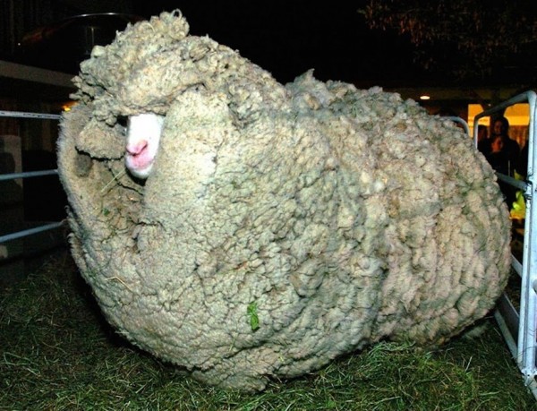 Το πρόβατο που κρυβόταν επί 6 χρονια για να μην το κουρέψουν: Όταν τον έπιασαν έβγαλαν 20 κιλά μαλλί - Φωτογραφία 2