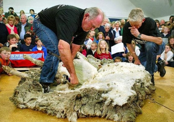 Το πρόβατο που κρυβόταν επί 6 χρονια για να μην το κουρέψουν: Όταν τον έπιασαν έβγαλαν 20 κιλά μαλλί - Φωτογραφία 3