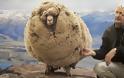 Το πρόβατο που κρυβόταν επί 6 χρονια για να μην το κουρέψουν: Όταν τον έπιασαν έβγαλαν 20 κιλά μαλλί - Φωτογραφία 1