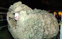 Το πρόβατο που κρυβόταν επί 6 χρονια για να μην το κουρέψουν: Όταν τον έπιασαν έβγαλαν 20 κιλά μαλλί - Φωτογραφία 2
