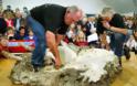 Το πρόβατο που κρυβόταν επί 6 χρονια για να μην το κουρέψουν: Όταν τον έπιασαν έβγαλαν 20 κιλά μαλλί - Φωτογραφία 3
