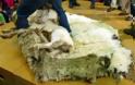 Το πρόβατο που κρυβόταν επί 6 χρονια για να μην το κουρέψουν: Όταν τον έπιασαν έβγαλαν 20 κιλά μαλλί - Φωτογραφία 4