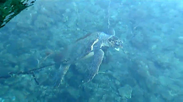 Μέλος της Νέας Δημοκρατίας η θαλάσσια χελώνα που φωτογραφήθηκε στο Καστελόριζο, σύμφωνα με νέες καταγγελίες - Φωτογραφία 1