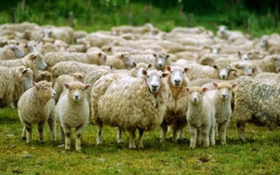 Πρόβατα έφαγαν κάνναβη και επιτέθηκαν σε χωριό! - Φωτογραφία 1