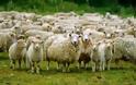 Πρόβατα έφαγαν κάνναβη και επιτέθηκαν σε χωριό!