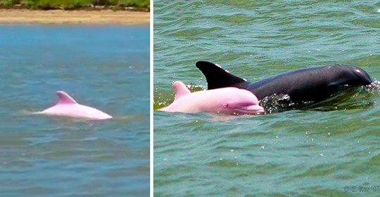 Σπάνιο ροζ δελφίνι κολυμπά στα νερά της Λουιζιάνας (Φώτο & Βίντεο) - Φωτογραφία 1