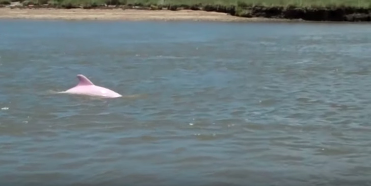Σπάνιο ροζ δελφίνι κολυμπά στα νερά της Λουιζιάνας (Φώτο & Βίντεο) - Φωτογραφία 2