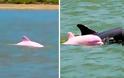 Σπάνιο ροζ δελφίνι κολυμπά στα νερά της Λουιζιάνας (Φώτο & Βίντεο) - Φωτογραφία 1