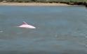 Σπάνιο ροζ δελφίνι κολυμπά στα νερά της Λουιζιάνας (Φώτο & Βίντεο) - Φωτογραφία 2