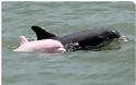 Σπάνιο ροζ δελφίνι κολυμπά στα νερά της Λουιζιάνας (Φώτο & Βίντεο) - Φωτογραφία 3