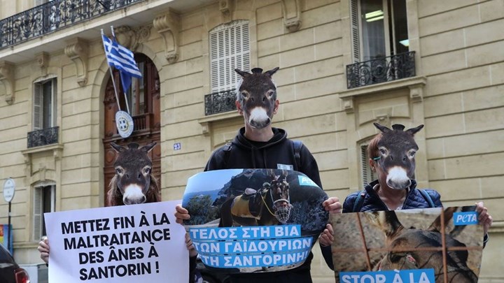 Διαμαρτυρία στο Παρίσι για τα γαϊδουράκια της Σαντορίνης - Φωτογραφία 1