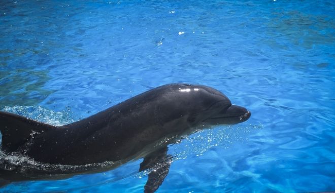 Στους Λειψούς το πρώτο στον κόσμο καταφύγιο απελευθέρωσης αιχμάλωτων δελφινιών - Φωτογραφία 1