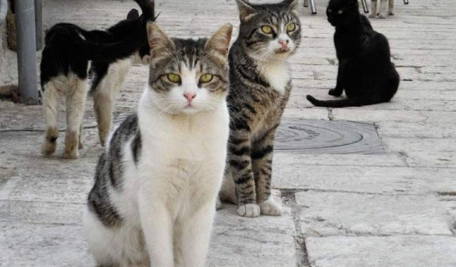 Προσοχή! Ρίχνουν φόλες σε γάτες στη ΒΟΝΙΤΣΑ - Φωτογραφία 1