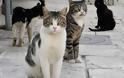 Προσοχή! Ρίχνουν φόλες σε γάτες στη ΒΟΝΙΤΣΑ