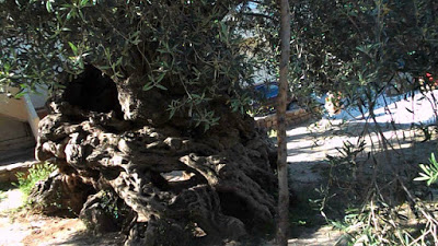 Η παλαιότερη ελιά στον κόσμο βρίσκεται στην Κρήτη – Στέκεται αγέρωχη εδώ και 3.000 χρόνια! - Φωτογραφία 1