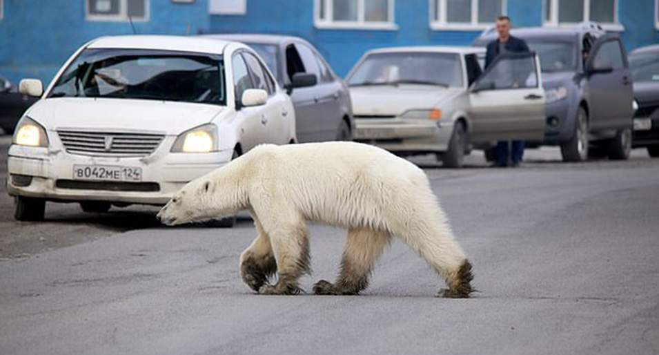 Εξουθενωμένη και πεινασμένη πολική αρκούδα περιπλανιέται σε πόλη της Σιβηρίας και ψάχνει φαγητό (βίντεο) - Φωτογραφία 1