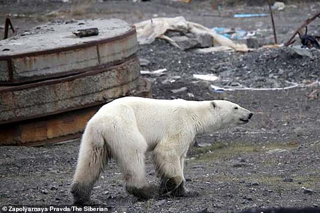 Εξουθενωμένη και πεινασμένη πολική αρκούδα περιπλανιέται σε πόλη της Σιβηρίας και ψάχνει φαγητό (βίντεο) - Φωτογραφία 3