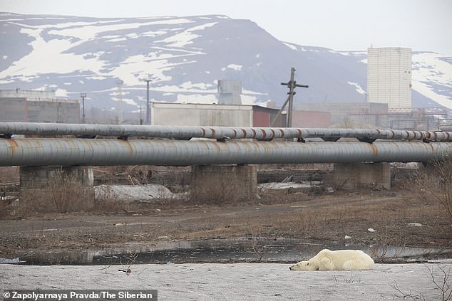 Εξουθενωμένη και πεινασμένη πολική αρκούδα περιπλανιέται σε πόλη της Σιβηρίας και ψάχνει φαγητό (βίντεο) - Φωτογραφία 4