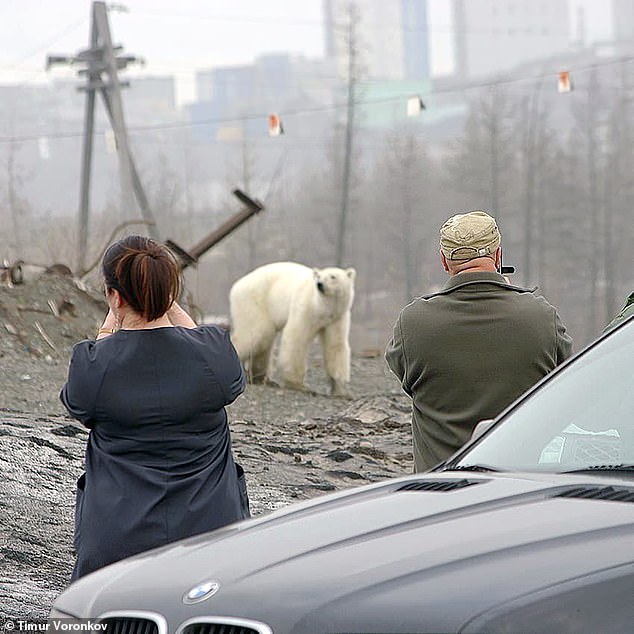 Εξουθενωμένη και πεινασμένη πολική αρκούδα περιπλανιέται σε πόλη της Σιβηρίας και ψάχνει φαγητό (βίντεο) - Φωτογραφία 8