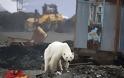 Εξουθενωμένη και πεινασμένη πολική αρκούδα περιπλανιέται σε πόλη της Σιβηρίας και ψάχνει φαγητό (βίντεο) - Φωτογραφία 2