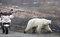 Εξουθενωμένη και πεινασμένη πολική αρκούδα περιπλανιέται σε πόλη της Σιβηρίας και ψάχνει φαγητό (βίντεο) - Φωτογραφία 6