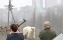Εξουθενωμένη και πεινασμένη πολική αρκούδα περιπλανιέται σε πόλη της Σιβηρίας και ψάχνει φαγητό (βίντεο) - Φωτογραφία 8