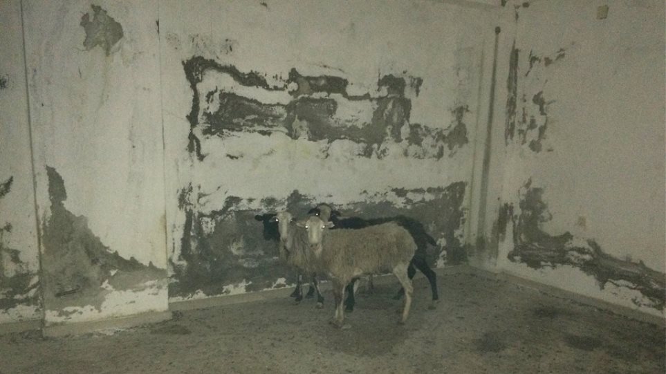 Κολαστήριο για πρόβατα σε εγκαταλελειμμένο κτίριο στη Χερσόνησο - Φωτογραφία 1