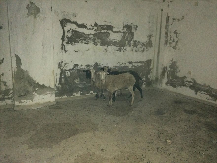 Κολαστήριο για πρόβατα σε εγκαταλελειμμένο κτίριο στη Χερσόνησο - Φωτογραφία 2