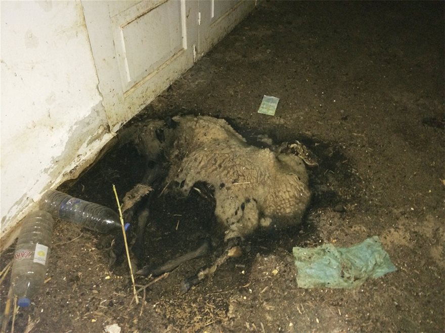 Κολαστήριο για πρόβατα σε εγκαταλελειμμένο κτίριο στη Χερσόνησο - Φωτογραφία 3