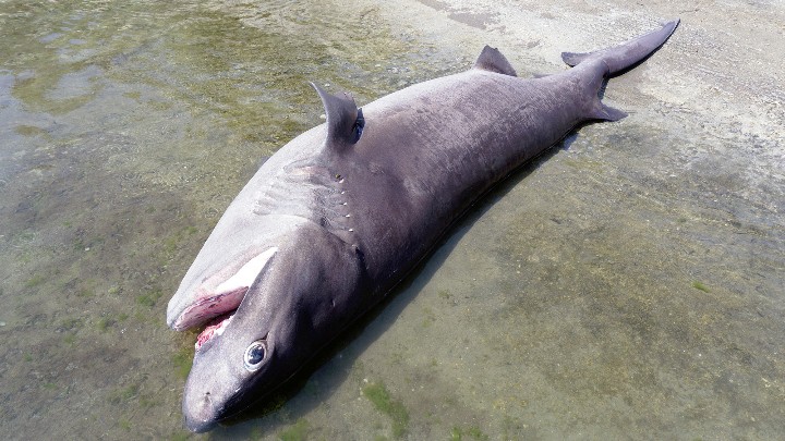 Ρόδος: Ξεβράστηκε νεκρός καρχαρίας 436 κιλών (φωτο) - Φωτογραφία 1