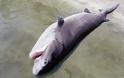 Ρόδος: Ξεβράστηκε νεκρός καρχαρίας 436 κιλών (φωτο)