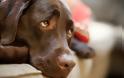 Αναζητείται δράστης για φόλα σε σκύλο στη Βόνιτσα