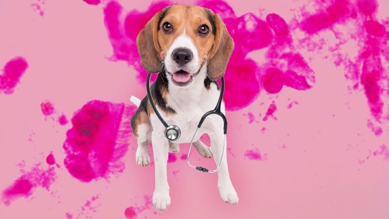 Οι σκύλοι που οσφραίνονται τον καρκίνο του πνεύμονα είναι 97% ακριβείς - Φωτογραφία 1