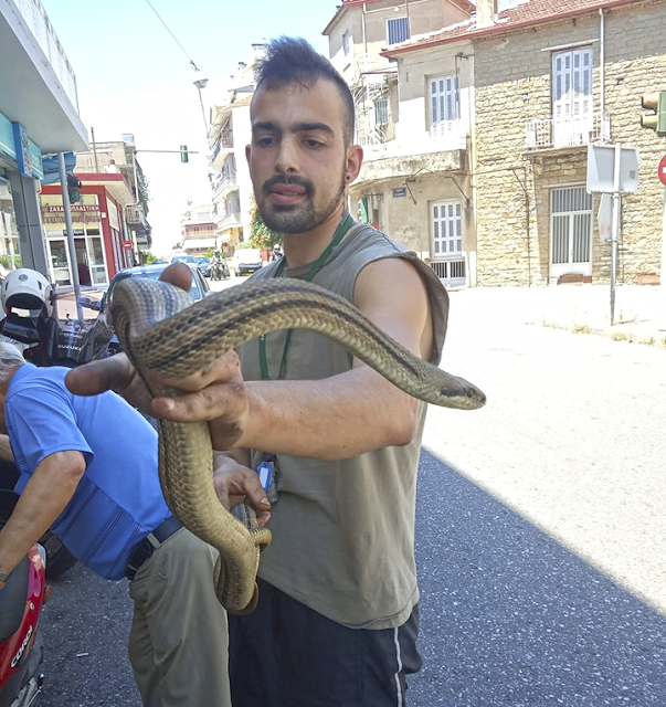 Αγρίνιο: Μεγάλο φίδι τρύπωσε σε μηχανάκι... - Φωτογραφία 2
