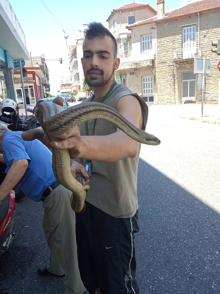 Αγρίνιο: Μεγάλο φίδι τρύπωσε σε μηχανάκι... - Φωτογραφία 3