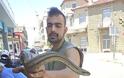 Αγρίνιο: Μεγάλο φίδι τρύπωσε σε μηχανάκι... - Φωτογραφία 2