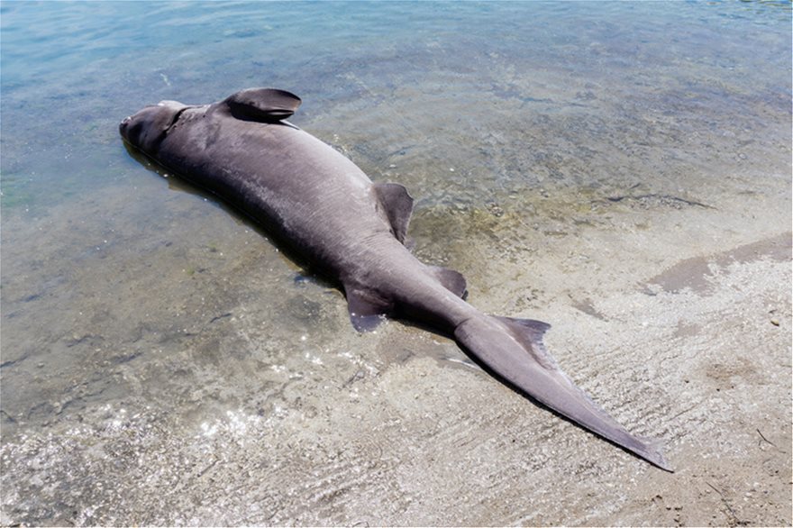 Ρόδος: Βρήκαν νεκρό καρχαρία 4 μέτρων και 436 κιλών! - Φωτογραφία 2