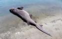 Ρόδος: Βρήκαν νεκρό καρχαρία 4 μέτρων και 436 κιλών! - Φωτογραφία 2
