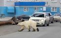Βρέθηκε η εξουθενωμένη πολική αρκούδα που περιπλανιόταν σε πόλη της Σιβηρίας