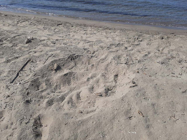 H πρώτη φωλιά χελώνας Caretta – caretta για φέτος, βρέθηκε στην αμμολουρίδα του Λούρου - Φωτογραφία 2