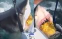 Ψάρευαν καρχαρίες μέχρι που συνάντησαν τα σαγόνια του Μεγάλου Λευκού - Φωτογραφία 1