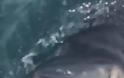 Ψάρευαν καρχαρίες μέχρι που συνάντησαν τα σαγόνια του Μεγάλου Λευκού - Φωτογραφία 3